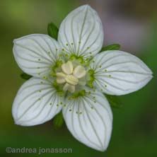 Marsh grass of Parnassus